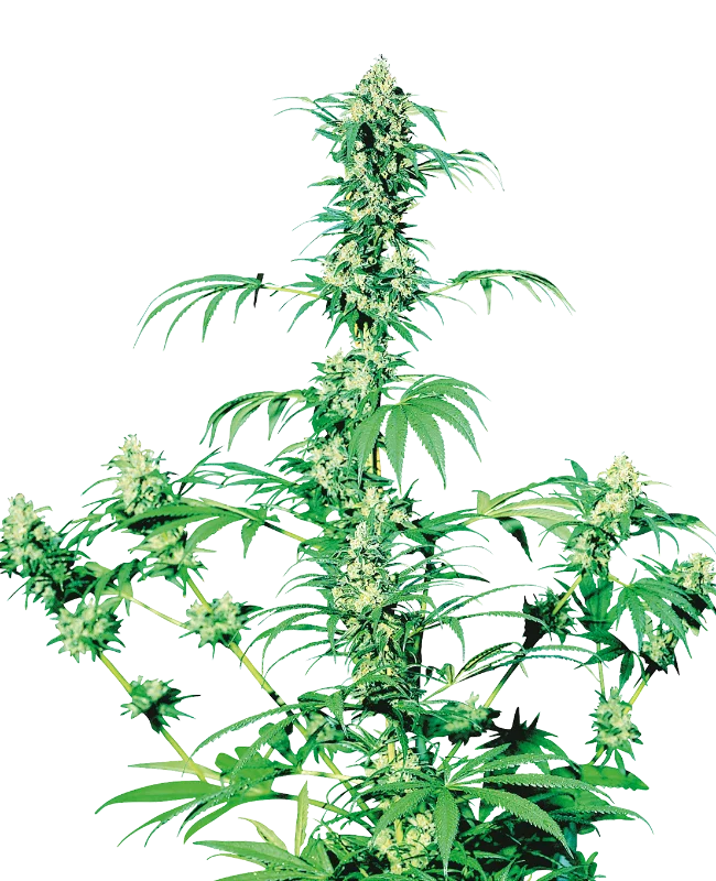 Early Girl van Sensi Seeds