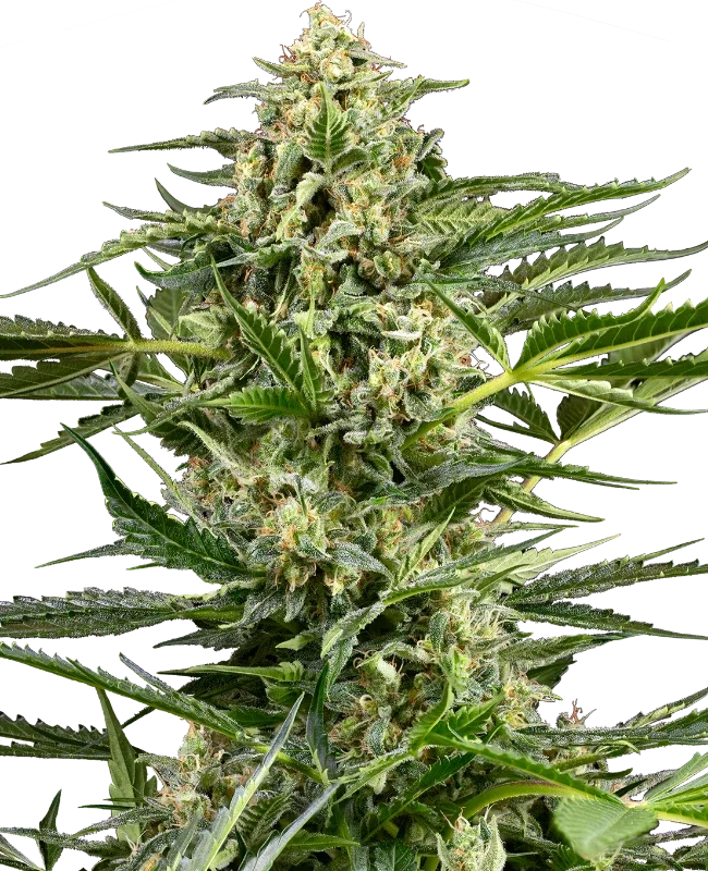 Citrus Fuel van Sensi Seeds