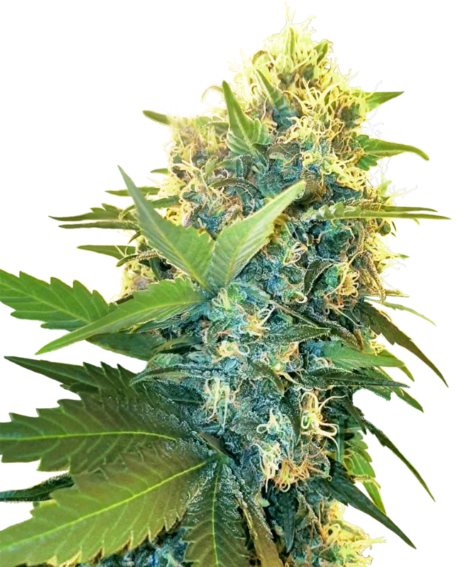 Double Kush Cake van Sensi Seeds