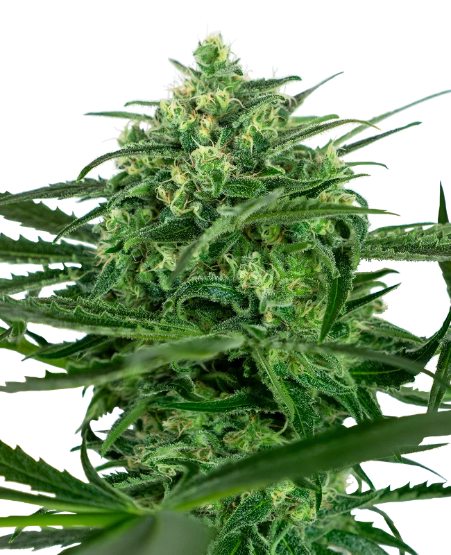 Sensi Amnesia van Sensi Seeds