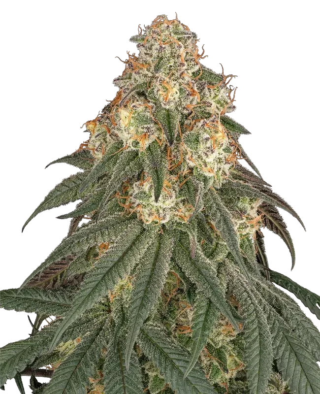 Black Romanov van Sensi Seeds