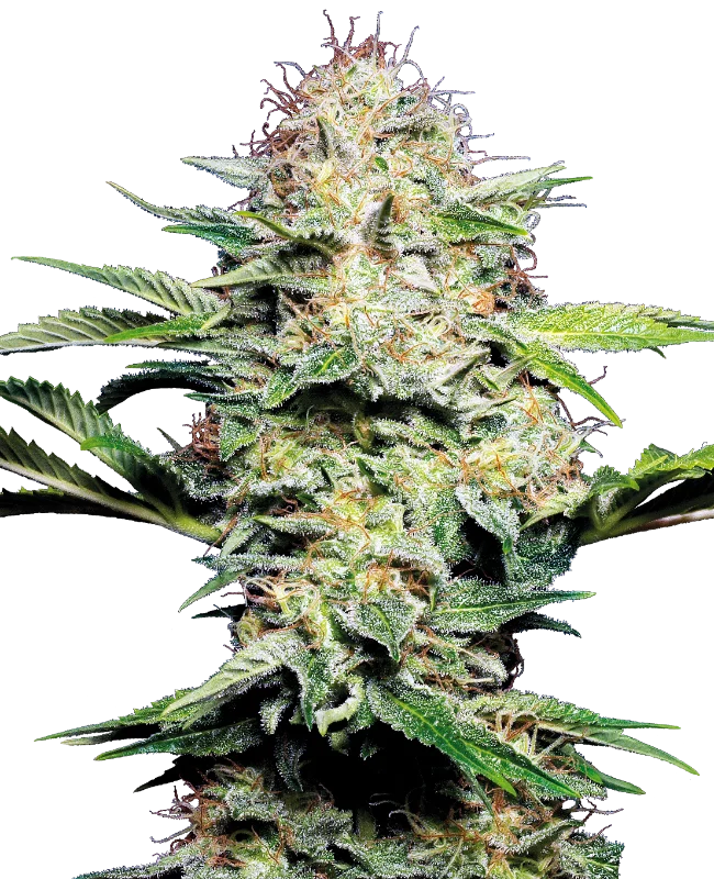 Sensi Skunk van Sensi Seeds