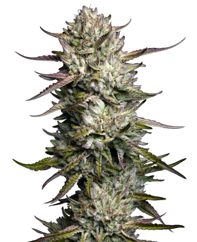 Purple Berry Muffinz van Sensi Seeds