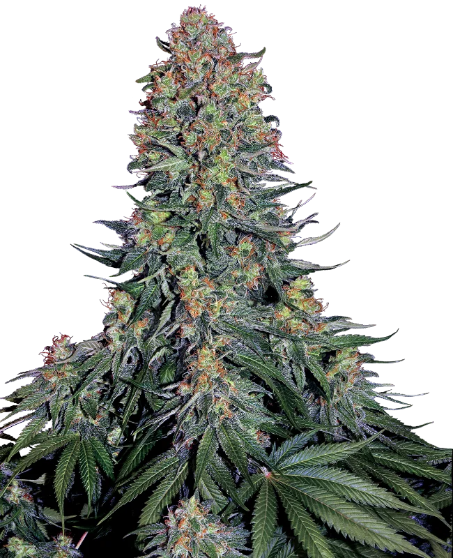 Blue Skunk van Sensi Seeds