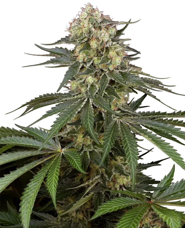 Sensi Supreme Angel's Bliss CBD van Sensi Seeds