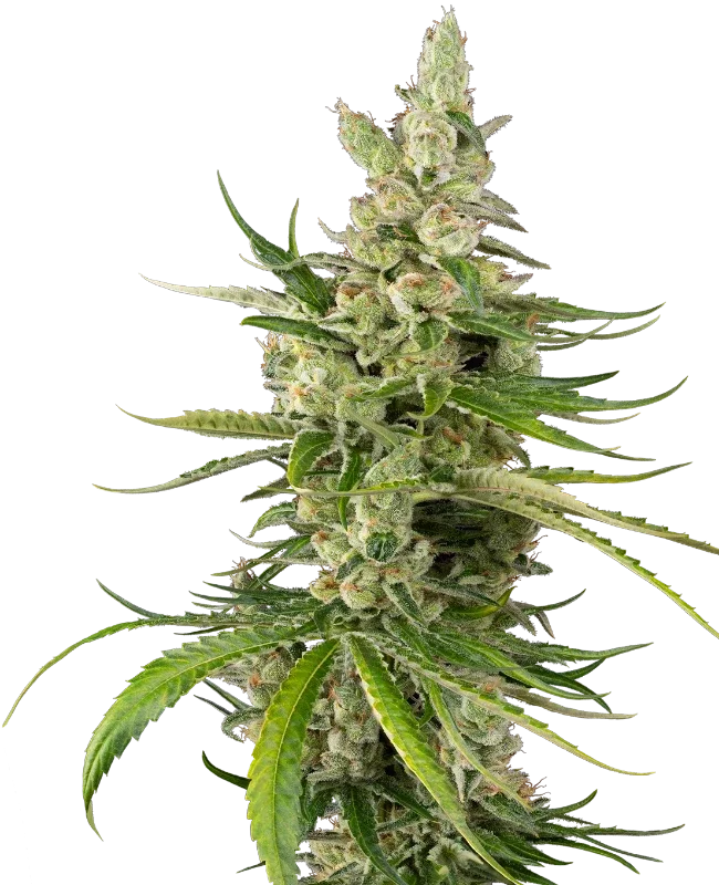 Jackuzzi van Sensi Seeds