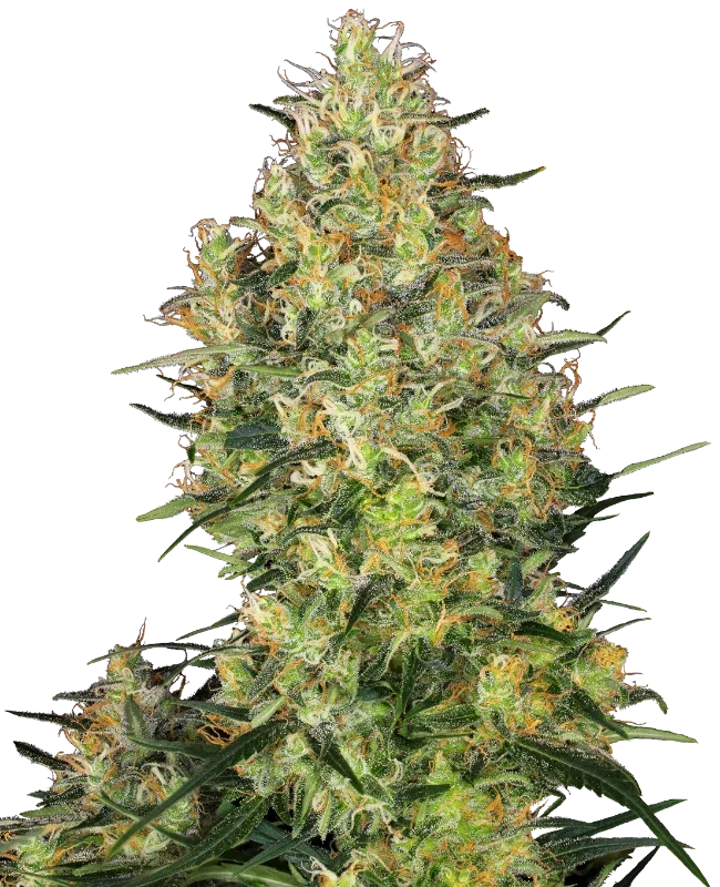 Shiva Skunk van Sensi Seeds