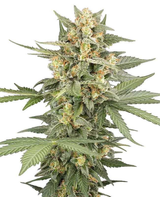Head Knock van Sensi Seeds