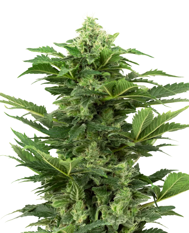 Afghan Pearl CBD van Sensi Seeds