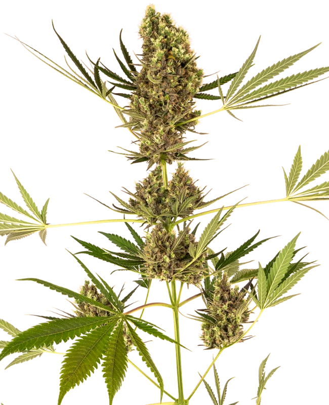 Alpine Delight CBD van Sensi Seeds