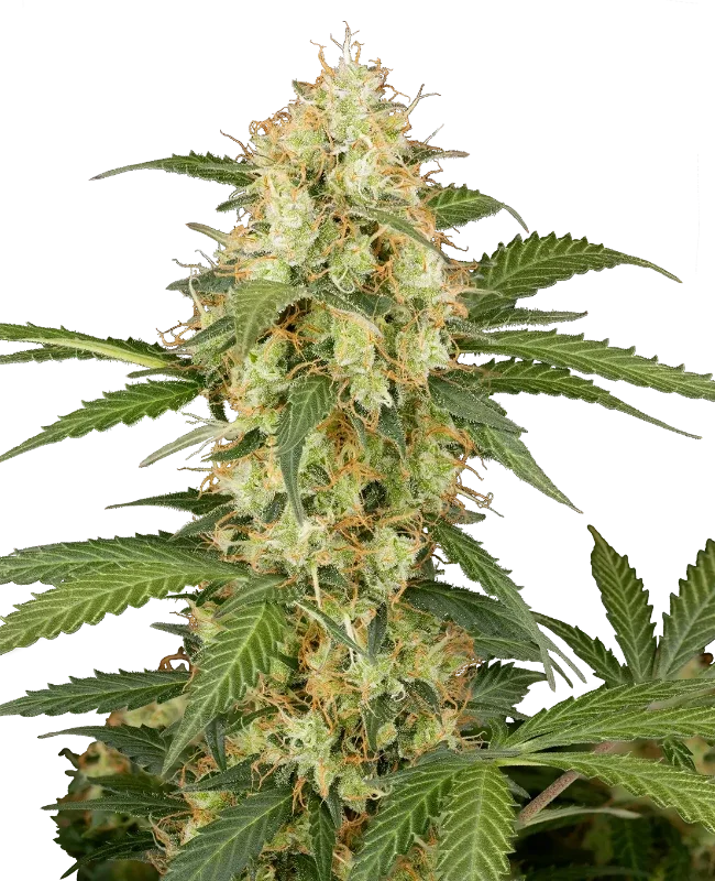 Candy Apples van Sensi Seeds