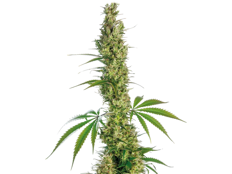 Eagle Bill van Sensi Seeds