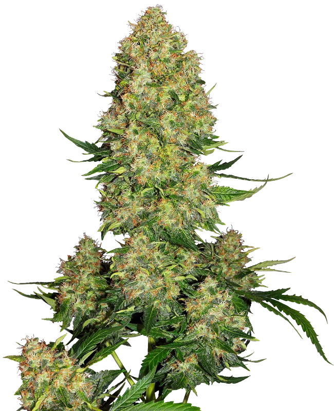 Skunk #1 van Sensi Seeds