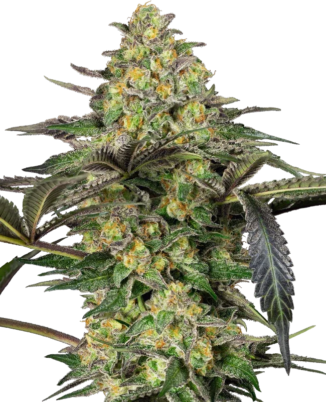 Grapevine Candy van Sensi Seeds