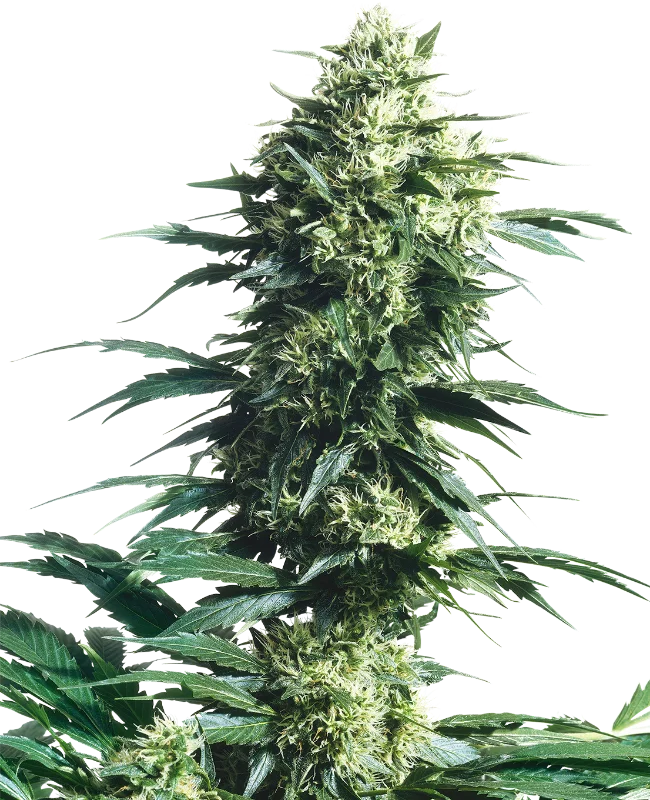 Mothers Finest van Sensi Seeds