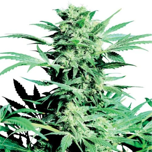 Shiva Skunk van Sensi Seeds