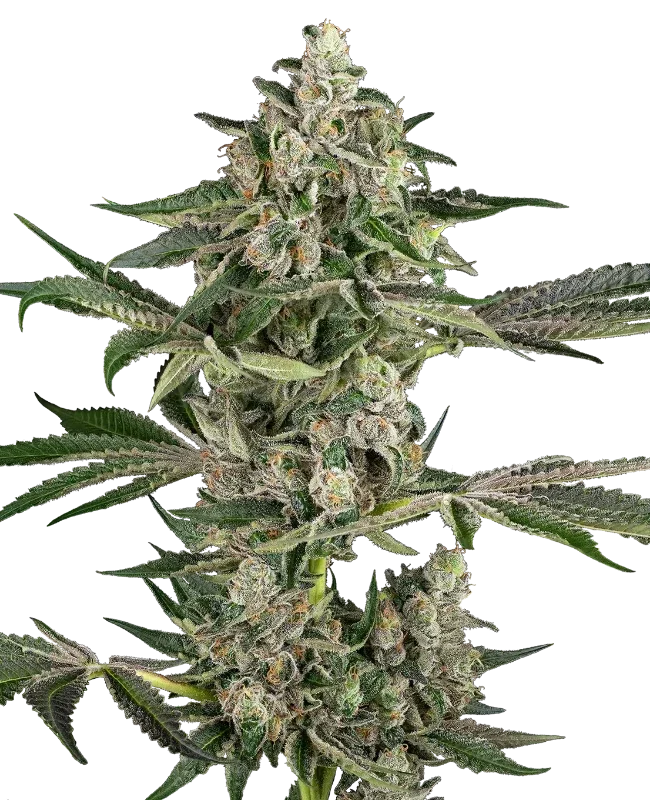 Bad Apple van Sensi Seeds