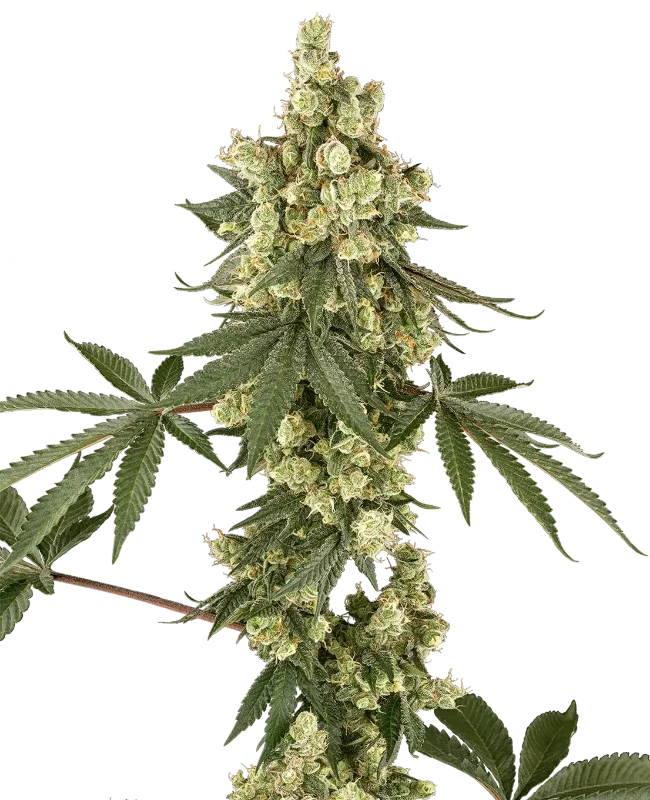 Lambo Haze van Sensi Seeds