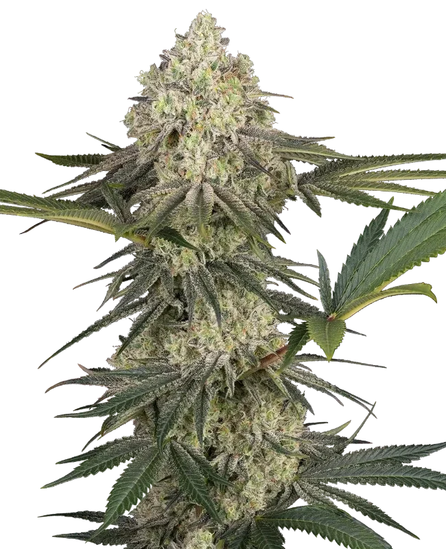 Triple Mints XXL van Sensi Seeds