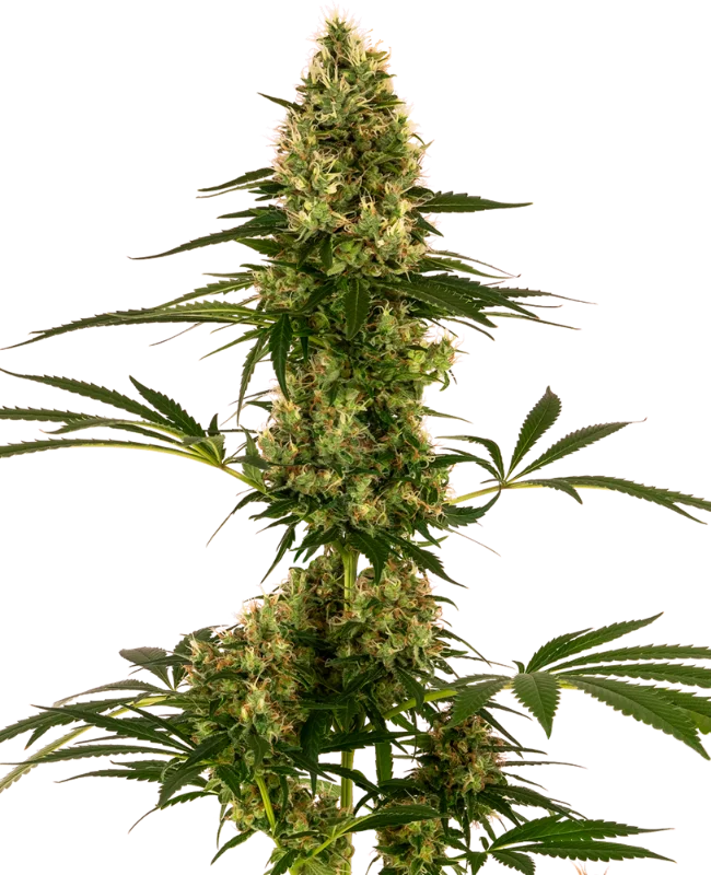 Blue Bullet van Sensi Seeds