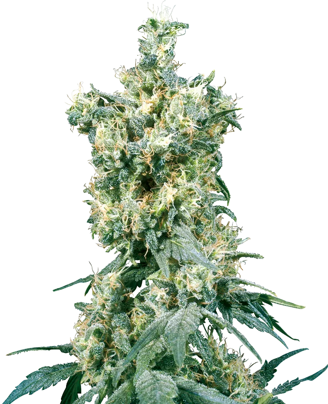 American Dream van Sensi Seeds