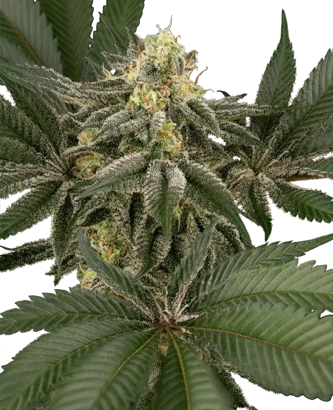 Hollywood Venom van Sensi Seeds