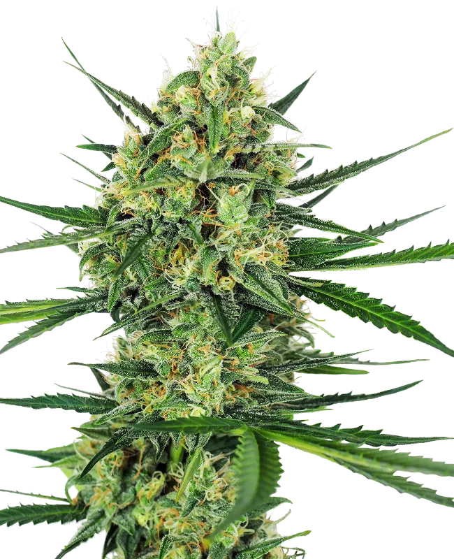 Tangerine Sugar van Sensi Seeds
