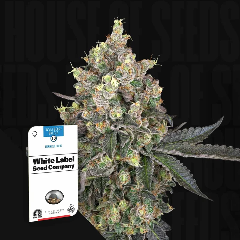 Sweet Berry Breeze van Sensi Seeds