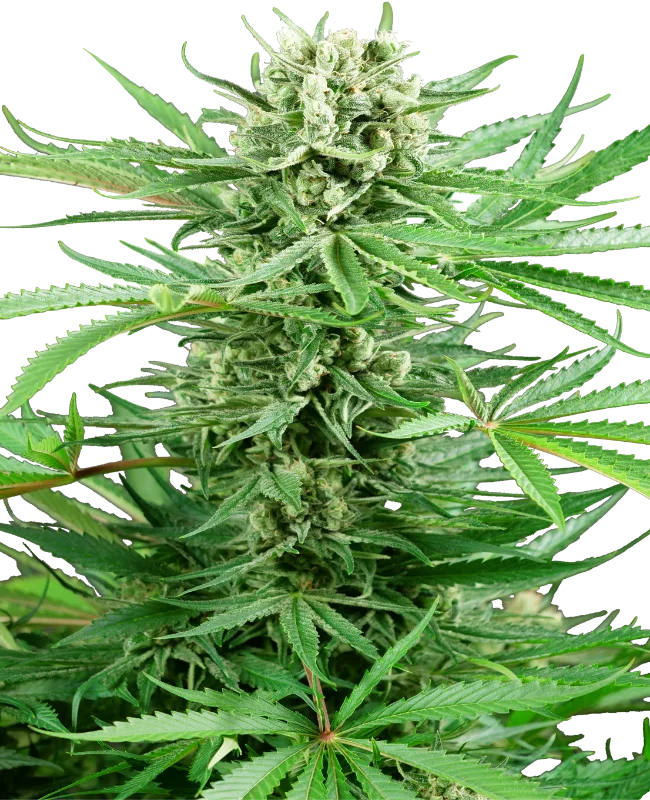 Papi Chulo OG van Sensi Seeds