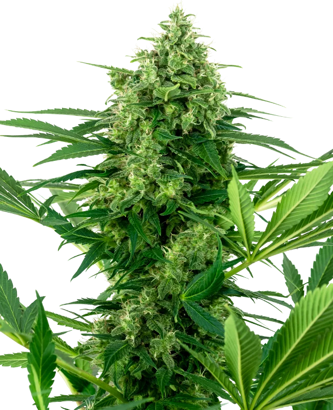 Banana Frosting van Sensi Seeds