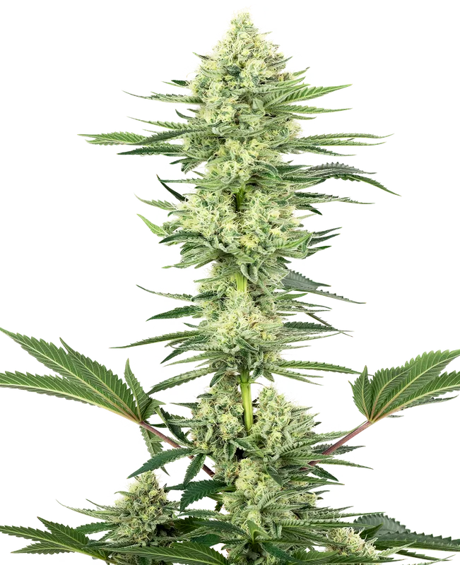 White Gorilla Haze van Sensi Seeds