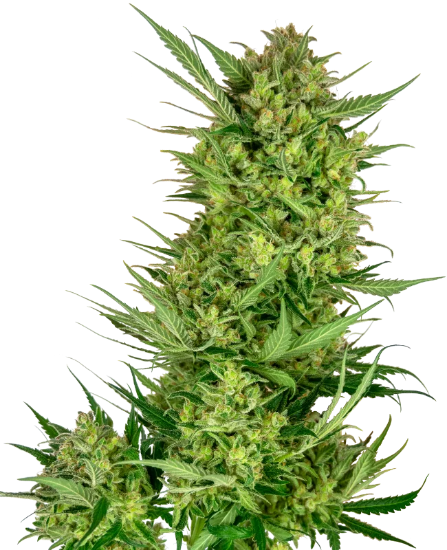 Buttercream Gelato van Sensi Seeds