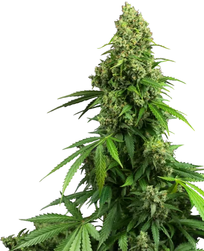 Honey Melon Kush van Sensi Seeds