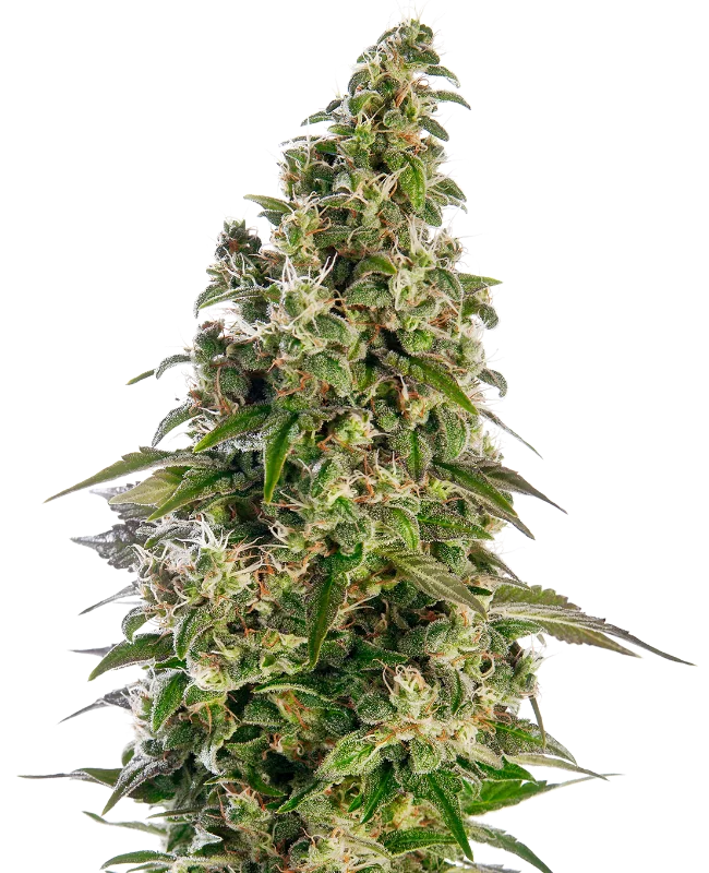 Afghani #1 van Sensi Seeds