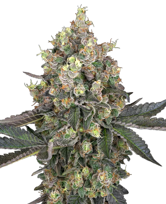 Sweet Berry Breeze van Sensi Seeds