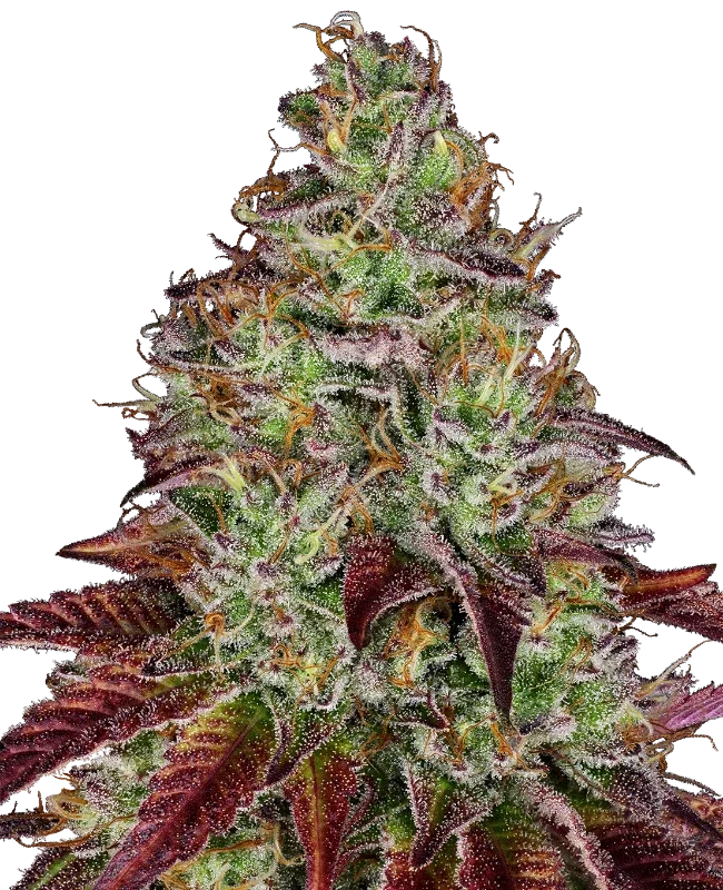 Tezla OG van Sensi Seeds
