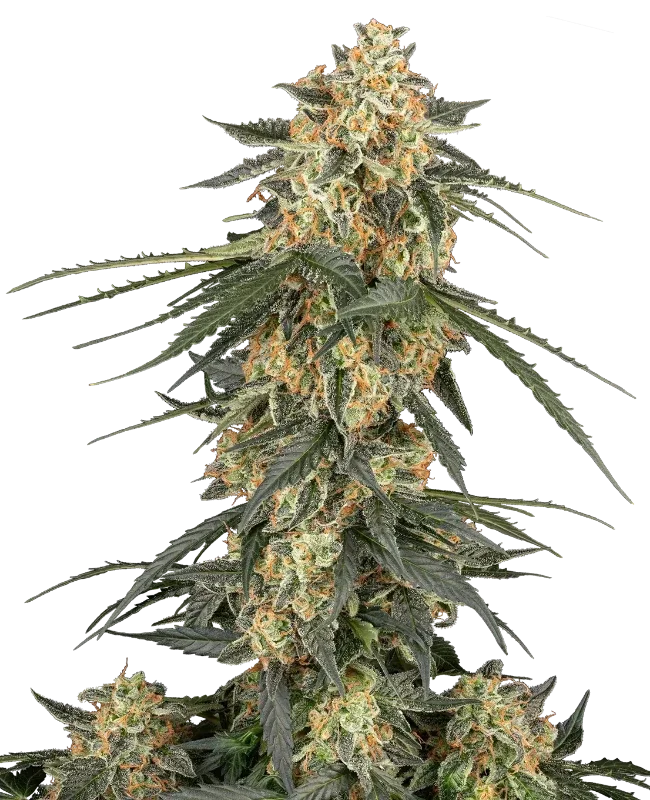 Tangerine Splash van Sensi Seeds