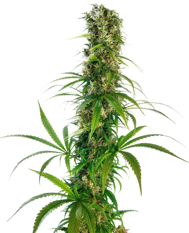 Michka van Sensi Seeds