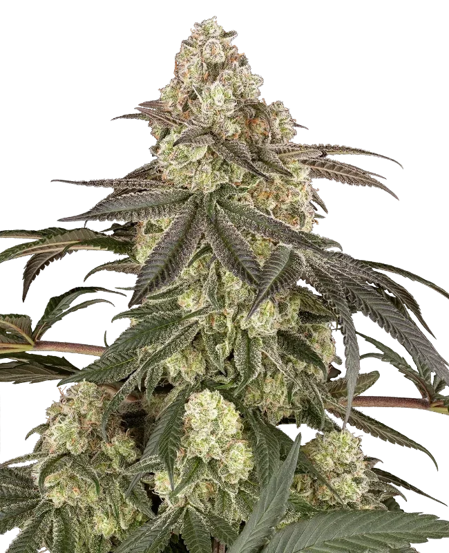 Muskato van Sensi Seeds