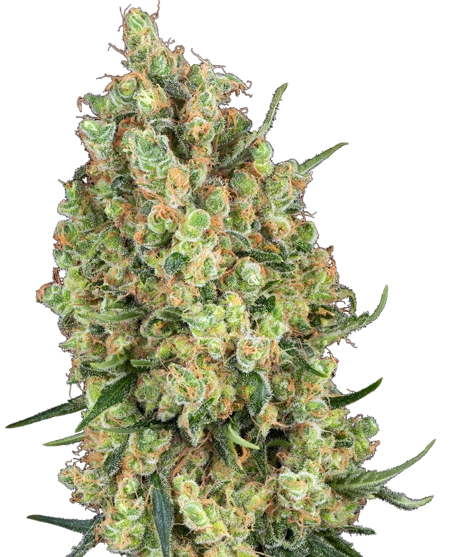 Candy Hash van Sensi Seeds