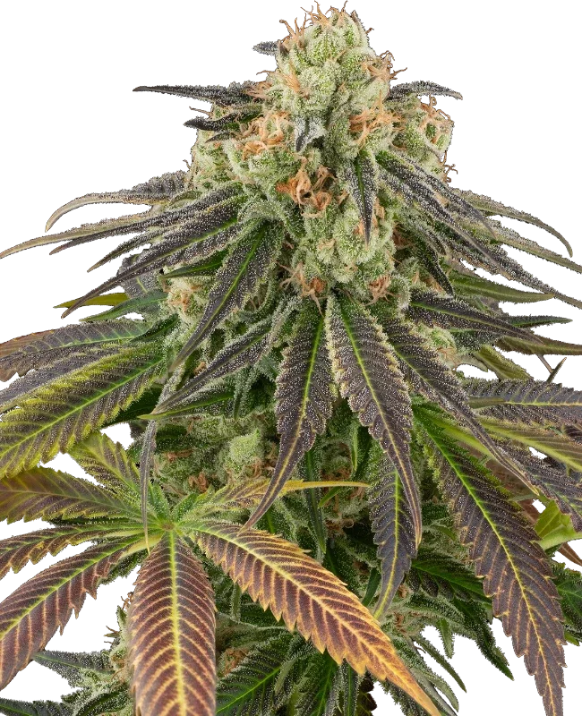 Stardust Kush van Sensi Seeds