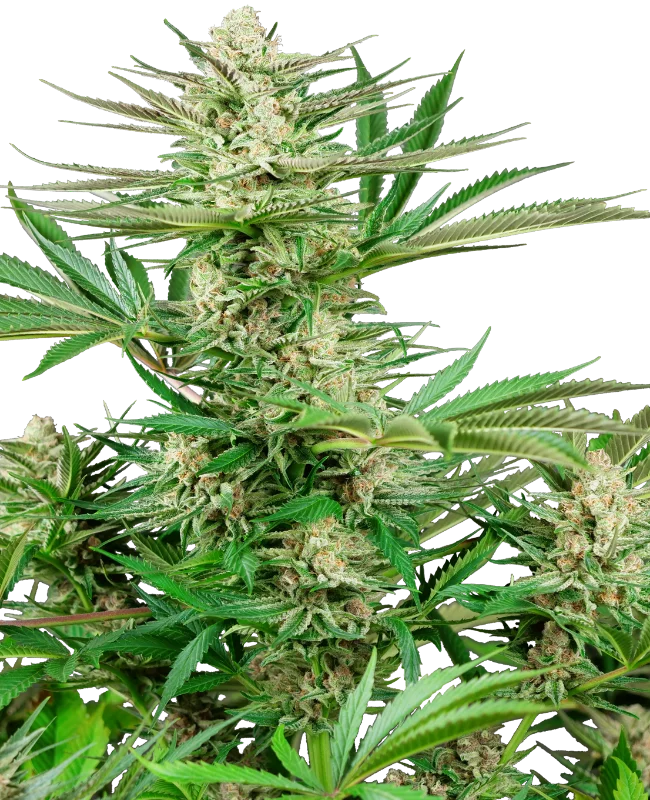Malibu OG Gold van Sensi Seeds