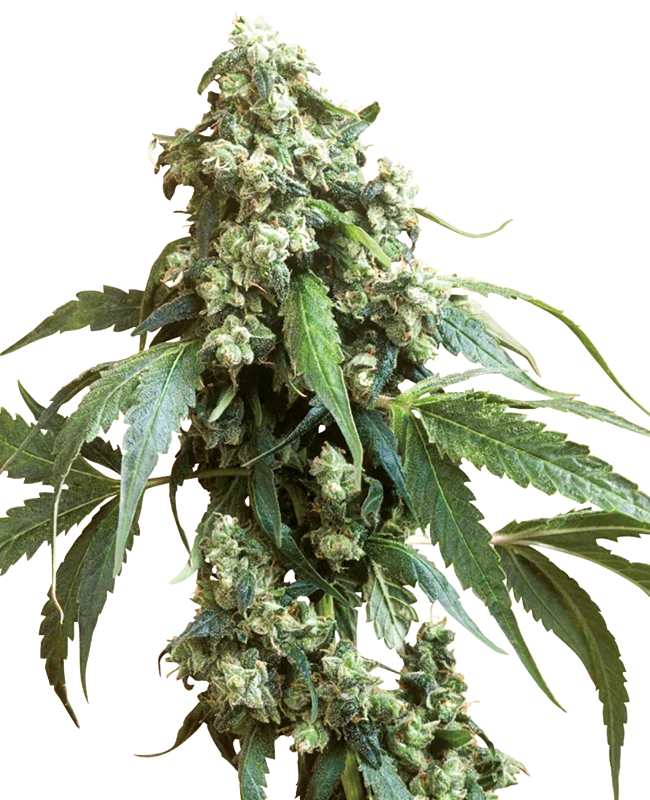 Jack Flash #5 van Sensi Seeds