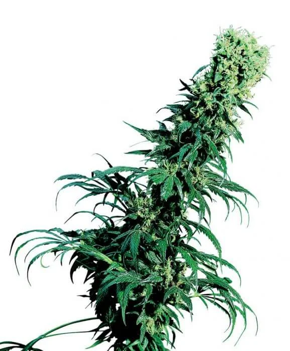 Early Pearl van Sensi Seeds