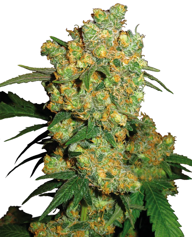 Big Bud van Sensi Seeds