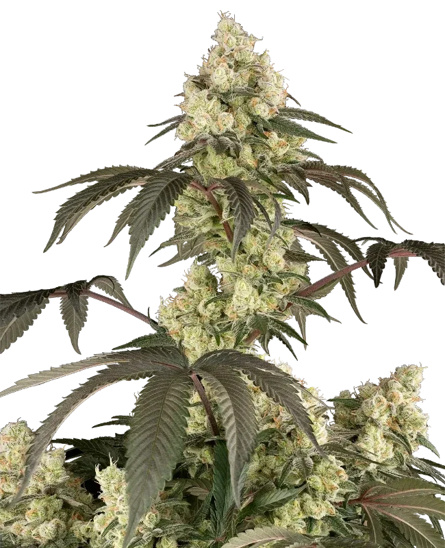 Rainbow PlushieZ van Sensi Seeds