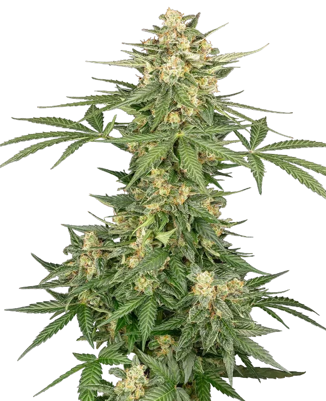 Space Tunnels van Sensi Seeds