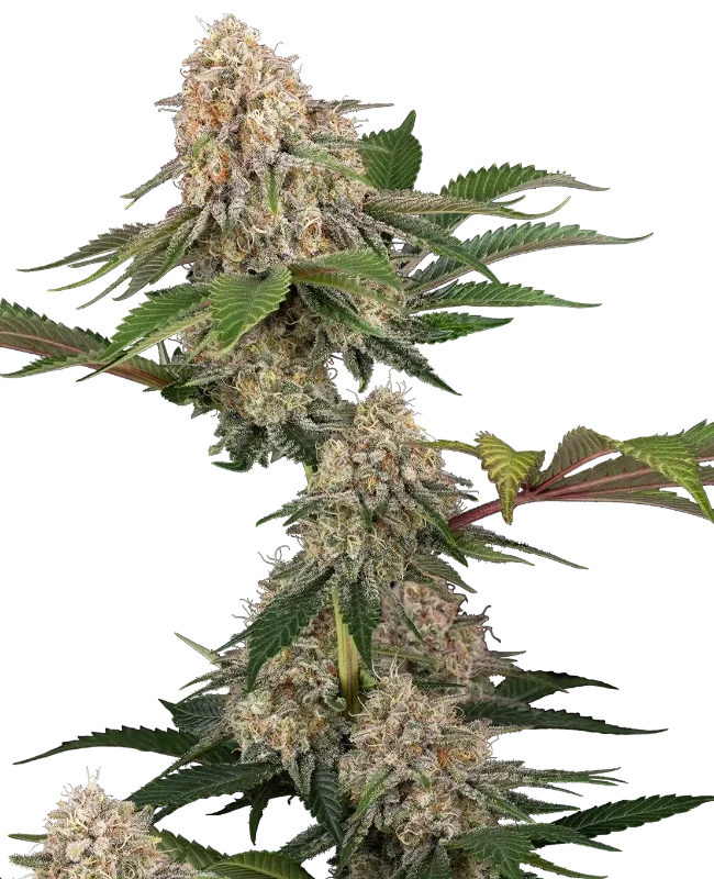 Sticky Berry Mints XXL van Sensi Seeds