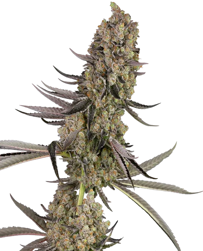 Vlad the Inhaler van Sensi Seeds