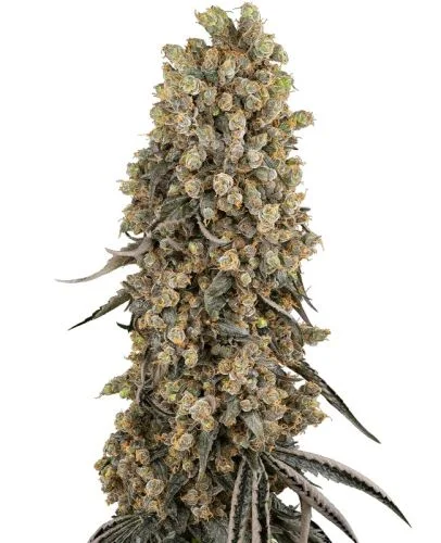 Atomic Blue Dream van Sensi Seeds